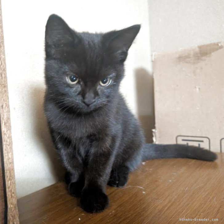 ブリーダー画像