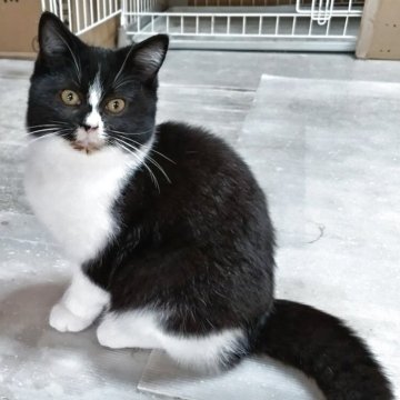 ミックス(ミヌエット×スコティッシュフォールド)【三重県・女の子・2025年7月4日・ブラック&ホワイト（短毛）】の写真「ツンデレ系のハチワレさんです」