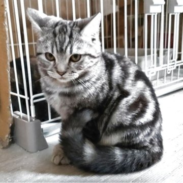 ミヌエット×スコティッシュフォールド【三重県・男の子・2025年7月4日・シルバータビー（短毛）】の写真「元気にすくすく成長中です」