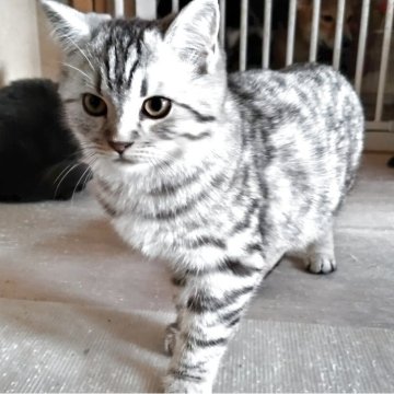 ミヌエット×スコティッシュフォールド【三重県・男の子・2025年7月4日・シルバータビー（短毛）】の写真「元気にすくすく成長中です」