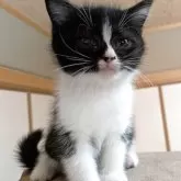 ミックス(ミヌエット×スコティッシュフォールド)【三重県・女の子・2025年7月2日・ブラック&ホワイト】の写真1「ハチワレの可愛い女の子です」