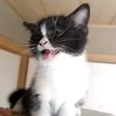 ミックス(ミヌエット×スコティッシュフォールド)【三重県・女の子・2025年7月2日・ブラック&ホワイト】の写真7「何か要求があるのでしょうか?」