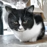 ミックス(ミヌエット×スコティッシュフォールド)【三重県・女の子・2025年7月4日・ブラック&ホワイト】の写真2「写真では目つきが悪そうですが、実物は100倍可愛いです」