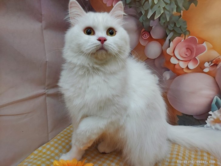 サイベリアン【・女の子・2022年10月27日・ホワイト】