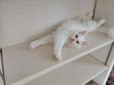 サイベリアン【・女の子・2022年10月27日・ホワイト】