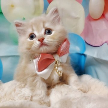 サイベリアン【北海道・女の子・2025年7月2日・クリームタビー】の写真「末っ子おチビちゃん❤」