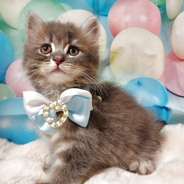 サイベリアン【北海道・男の子・2025年7月2日・ブルータビー】の写真「元気いっぱい♪
イケメンサイベリアンくん❤︎」