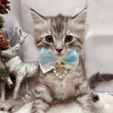 ラガマフィン【北海道・男の子・2025年10月26日・シルバーマッカレルタビー（長毛）】の写真「ママ似のイケメンくん♡」