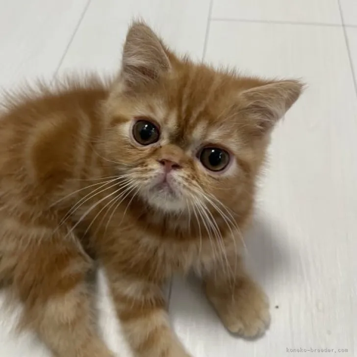 ID:2307-00835の子猫