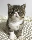 エキゾチックショートヘア【東京都・女の子・2020年12月25日・ブラウンタビー&ホワイト】の写真1