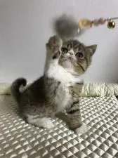 エキゾチックショートヘア【東京都・女の子・2020年12月25日・ブラウンタビー&ホワイト】の写真2