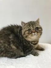 エキゾチックショートヘア【東京都・女の子・2020年1月27日・ブラウンパッチドタビー】の写真4