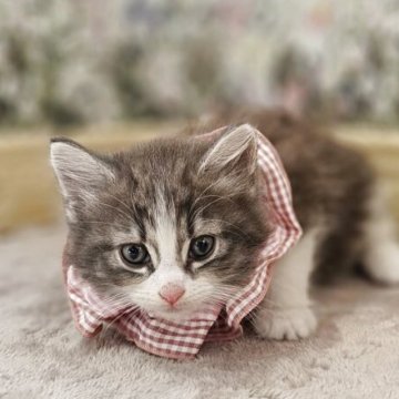 ノルウェージャンフォレストキャット