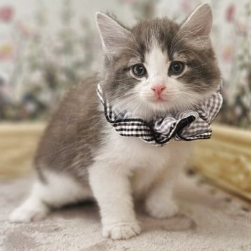 ノルウェージャンフォレストキャット
