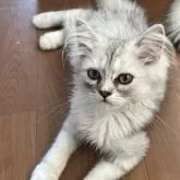 ミヌエット(長足)【茨城県・男の子・2023年3月24日・シルバータビー】の写真3