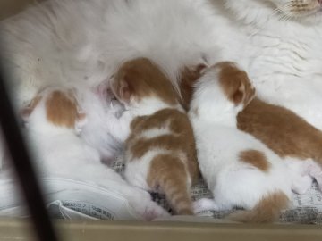 山形県のアメリカンショートヘアのブリーダー キャッテリーのブログ特集 みんなのペットライフ 山形県のアメリカンショートヘアのブリーダー キャッテリーのブログ特集 みんなのペットライフ