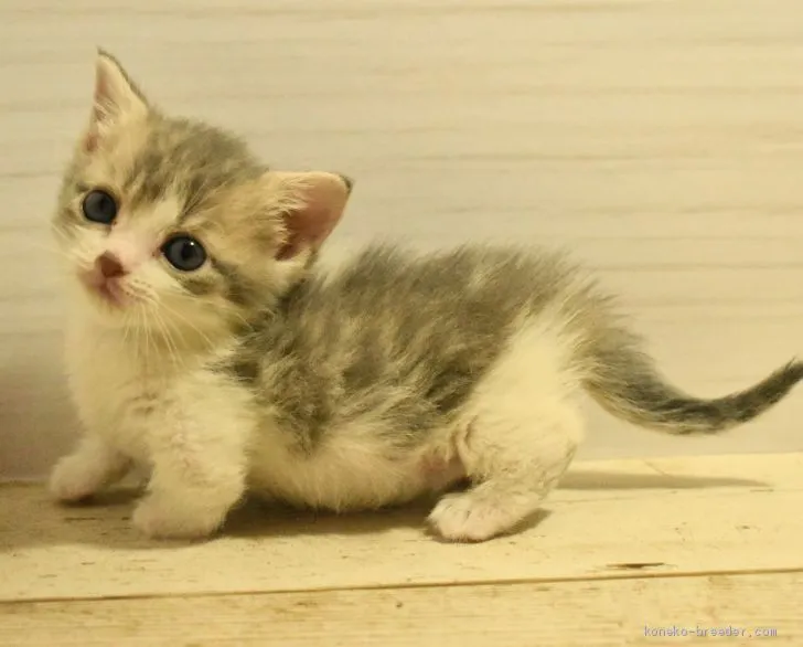 ID：2101-00334の子猫