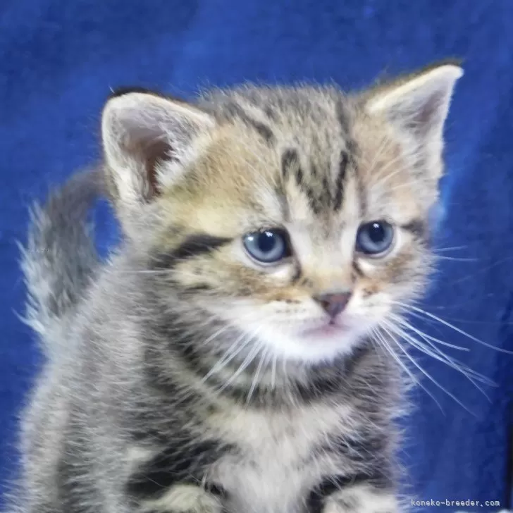 ID：2404-03736の子猫