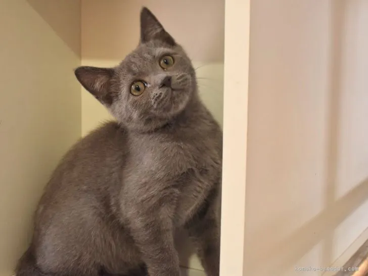 ID:2102-01203の子猫