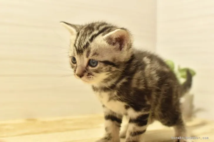 りりお 様のお迎えした子猫