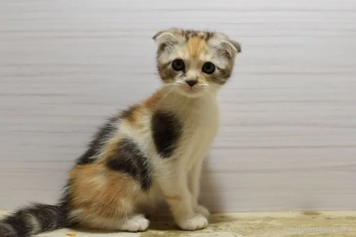 ID：2103-01641の子猫