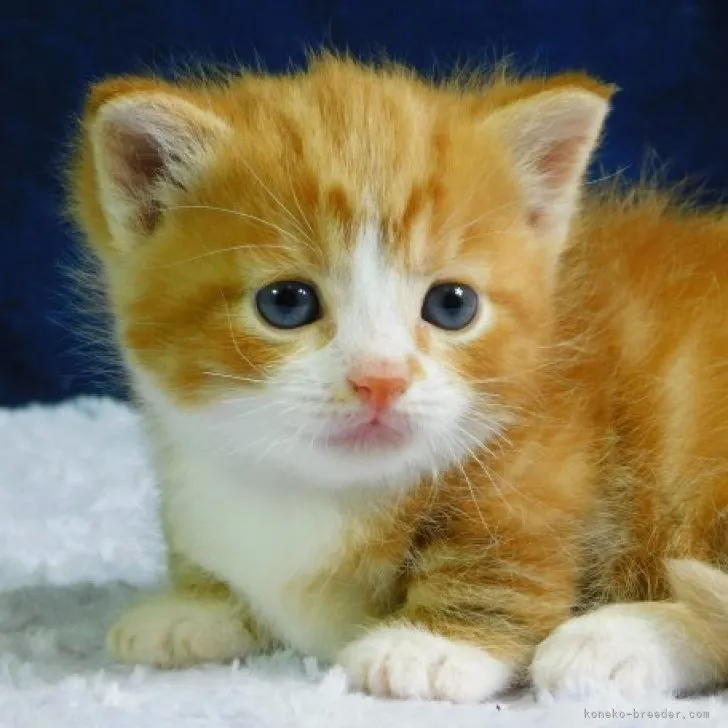 ID：2312-01461の子猫