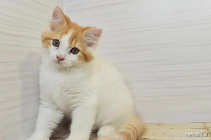 ID：2106-02807の子猫