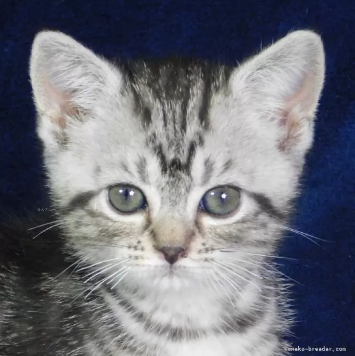 ID：2406-01975の子猫