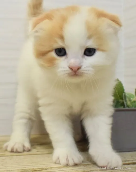 ID：2106-02808の子猫