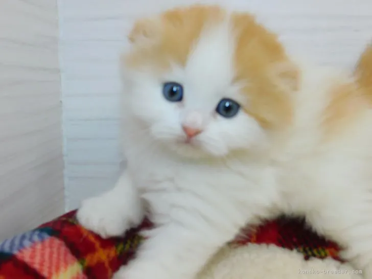 ID：2204-01898の子猫