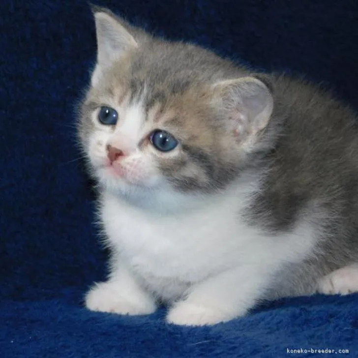 ID：2301-00010の子猫