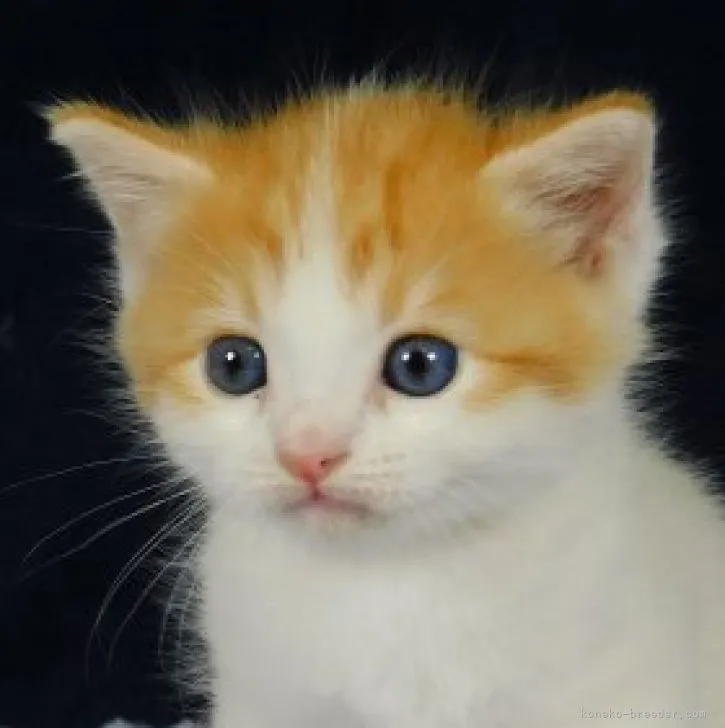 ID：2307-00240の子猫