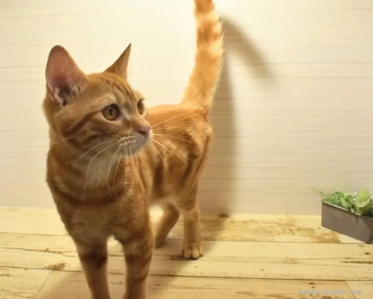 ID：2012-01339の子猫