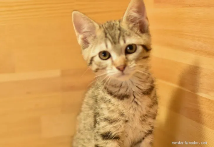 ID:2012-01379の子猫