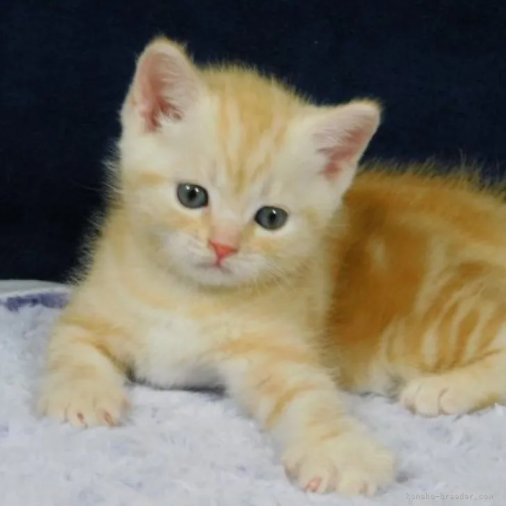 ID:2305-03061の子猫
