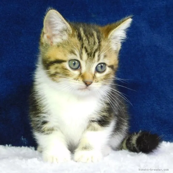 ID：2308-00615の子猫