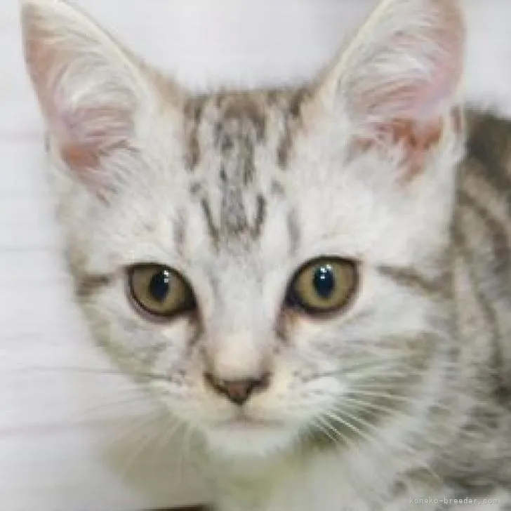 ID：2207-02093の子猫