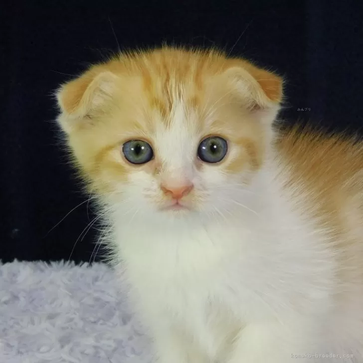 ID：2404-03742の子猫