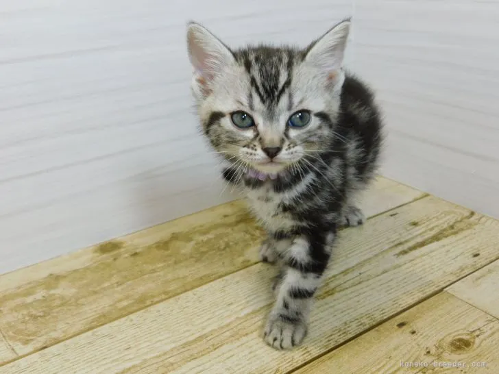 ID：2112-01371の子猫