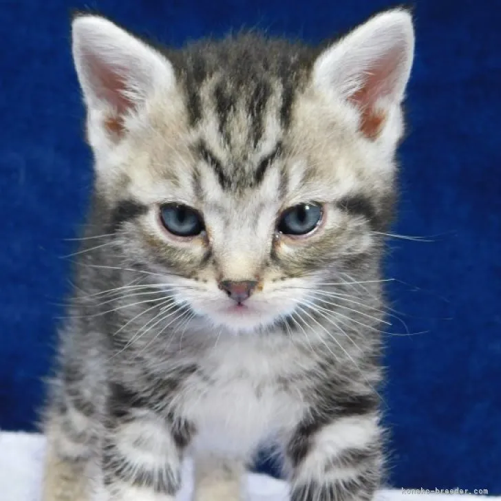 ID：2305-00518の子猫