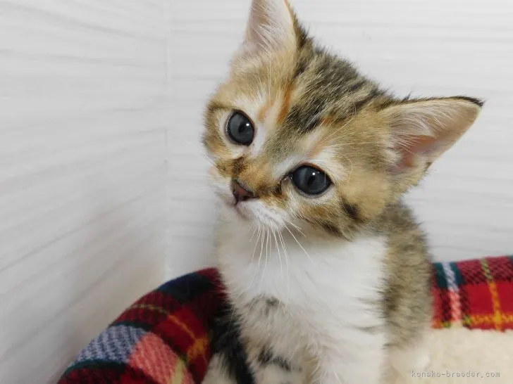 ID：2205-00036の子猫