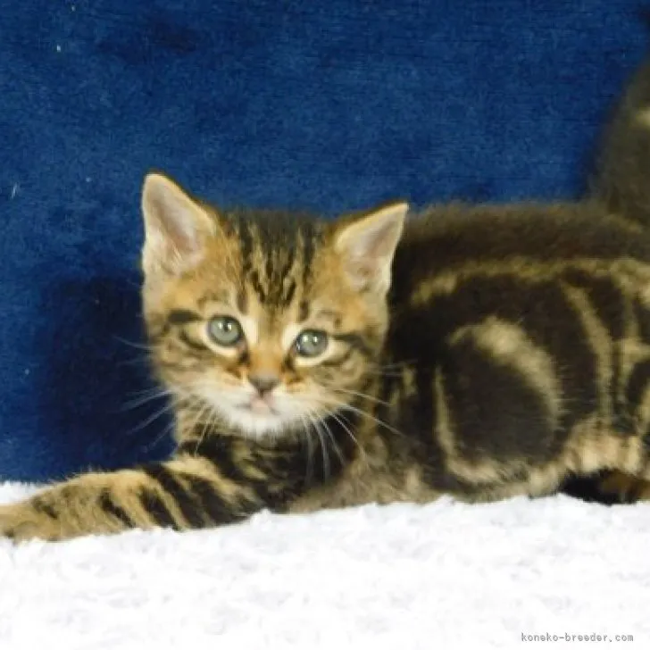 ID:2305-03057の子猫