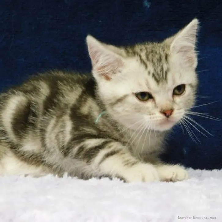 ID：2305-03527の子猫