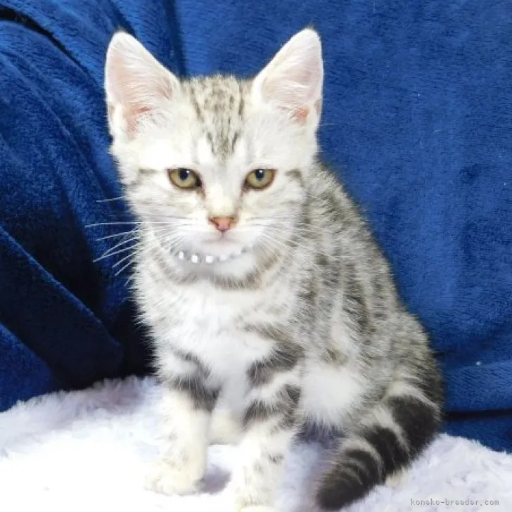 ID：2306-00754の子猫