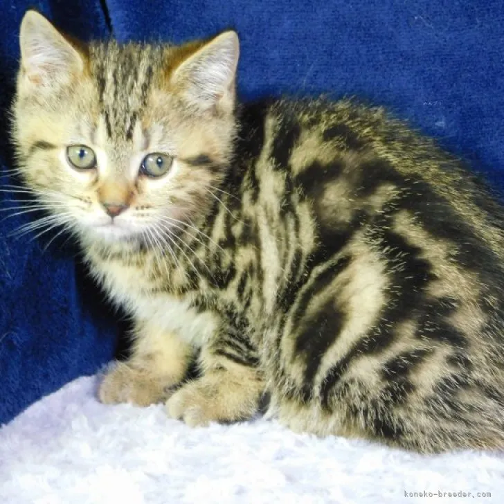 ID：2310-01585の子猫