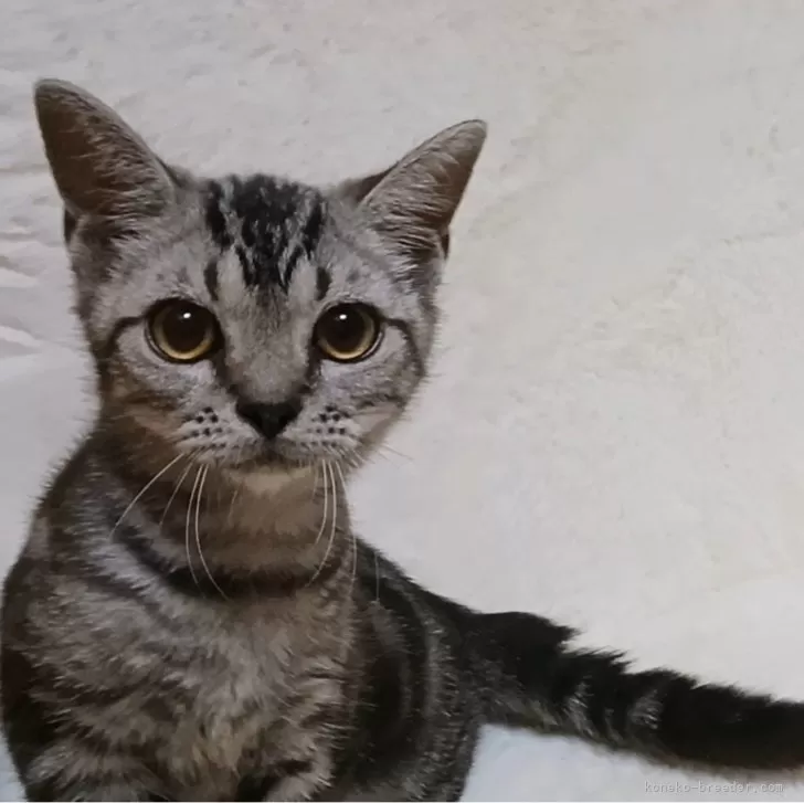 ID：2410-03245の子猫