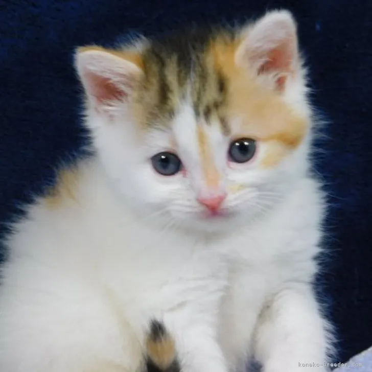 ID:2305-03091の子猫