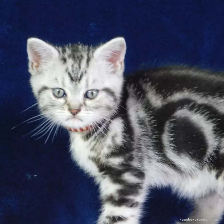 ID：2407-01578の子猫