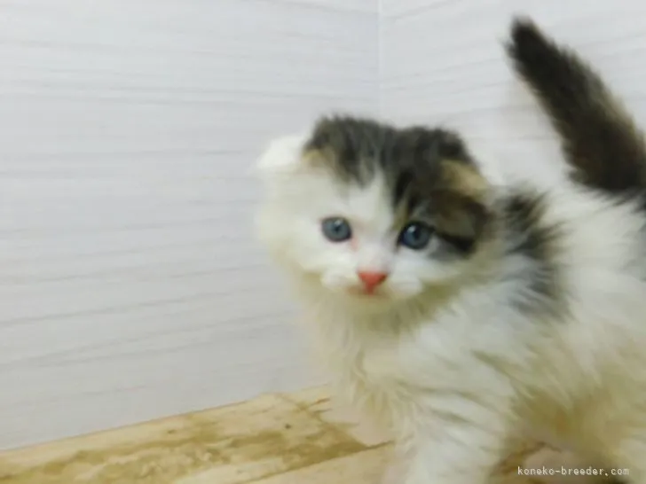 ID：2205-03035の子猫