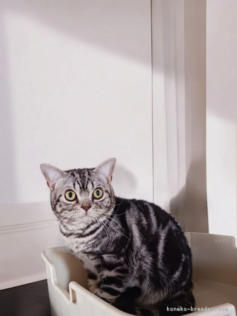 アメリカンショートヘア【・男の子・2024年7月27日・シルバータビー】